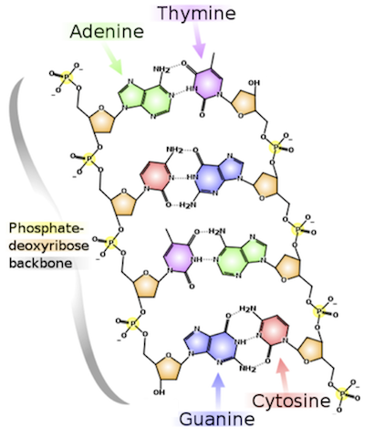 DNA_chemical_structure.png