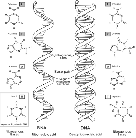 RNA-DNA.png