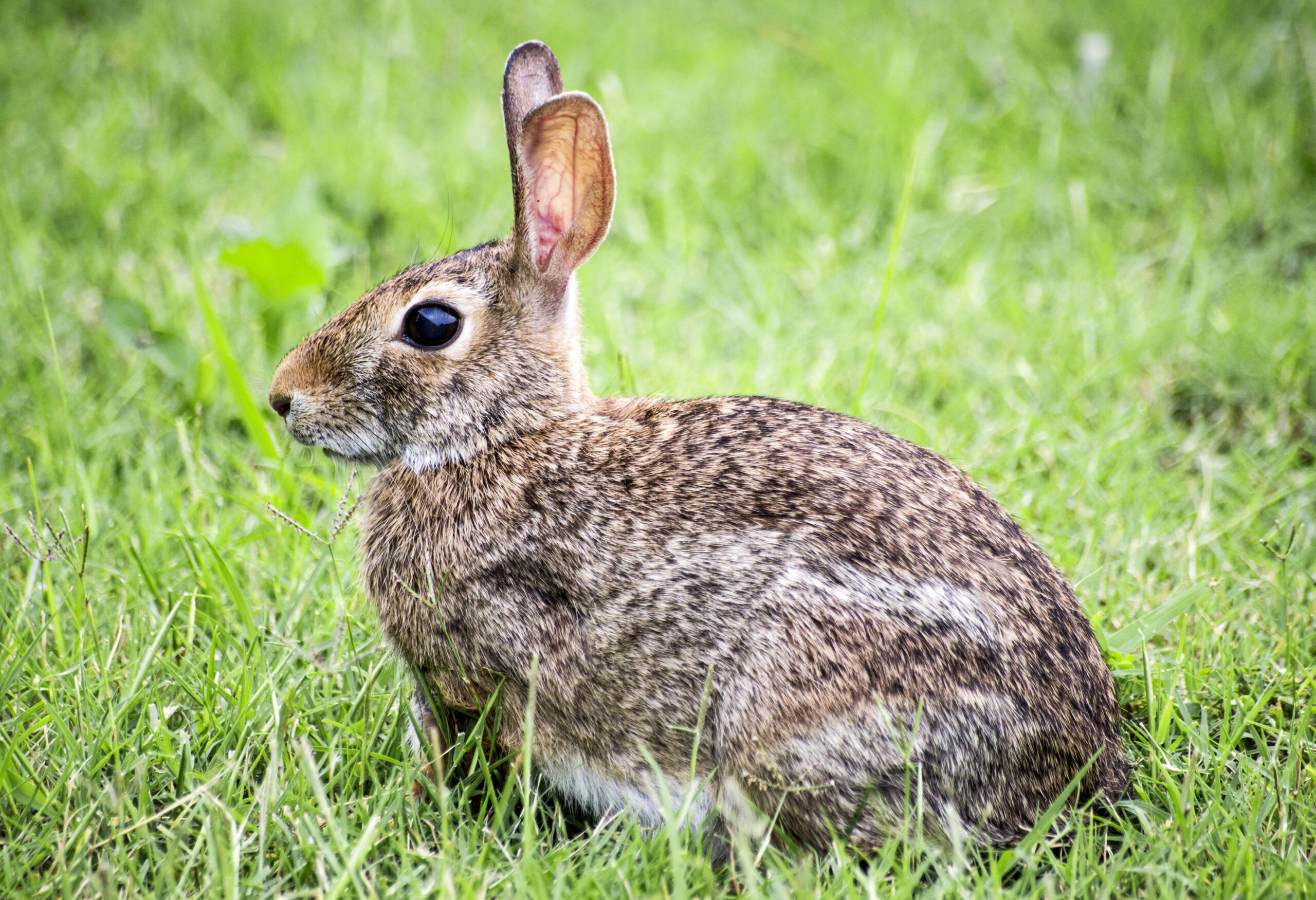 rabbit.jpg
